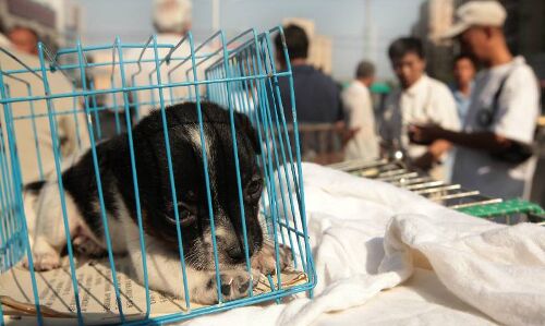 चीन का पहला शहर जहां पहली बार बंद हुआ कुत्ता बिल्ली खाना