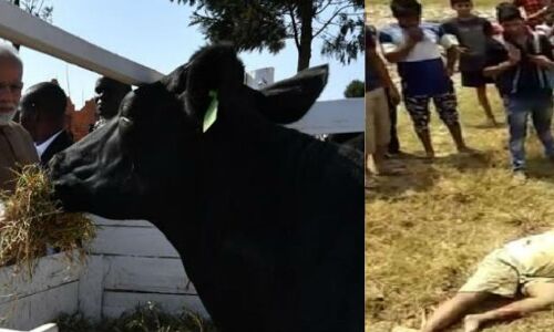 मोदी सरकार की गौरक्षा इकॉनमी में एक और कत्ल