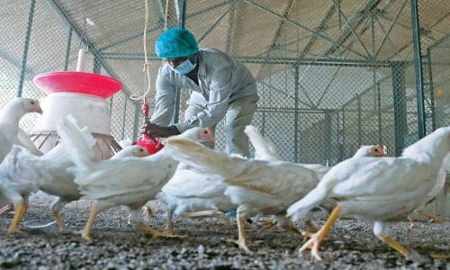 नवरात्रों के बाद अब अच्छे दिनों की उम्मीद कर रहे पंजाब-हरियाणा के पोल्र्टी फार्मर्स