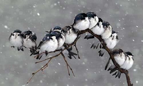 उत्तराखण्ड में चल रहा 3 दिवसीय स्प्रिंग बर्ड फेस्टिवल