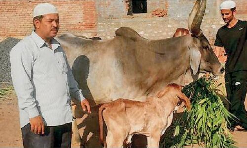भारत में मुस्लिम होने से अच्छा है गाय होना