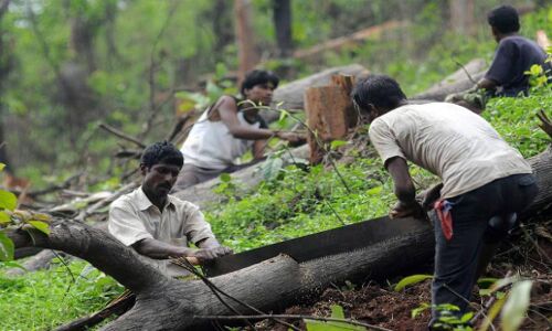 दो दशकों में भारत ने खो दिये हैं 24,000 वर्ग किलोमीटर से ज़्यादा घने जंगल, रिसर्च में हुआ बड़ा खुलासा