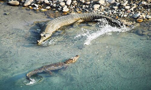 कार्बेट पार्क में बढ़ रही है विलुप्तप्राय हो रहे घड़ियालों की संख्या