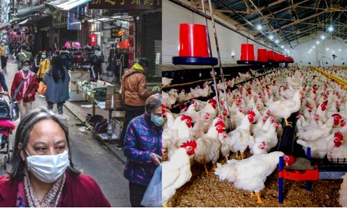 कोरोनावायरस के डर से भारत के मुर्गा बाजार में मंदी, अनाजों की ब्रिकी पर पड़ने लगी है मार