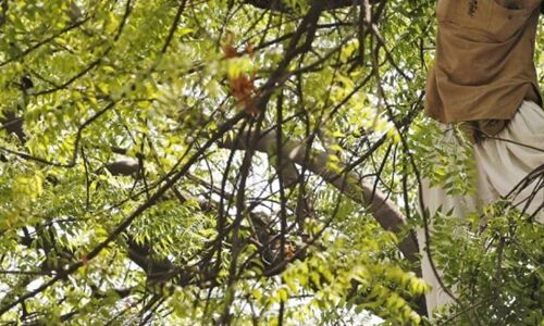 बेमौसम बारिश से फसल हुई बर्बाद तो बुजुर्ग किसान ने आत्महत्या की, छह दिन तक पेड़ से लटका रहा शव