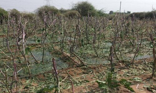 गुजरात के किसानों का आरोप, कच्छ में हुआ प्रधानमंत्री फसल बीमा योजना का सबसे बड़ा घोटाला