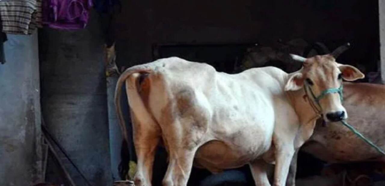 Tripura News : मवेशी तस्कर को कथित तौर पर भीड़ ने पीट-पीटकर मार डाला